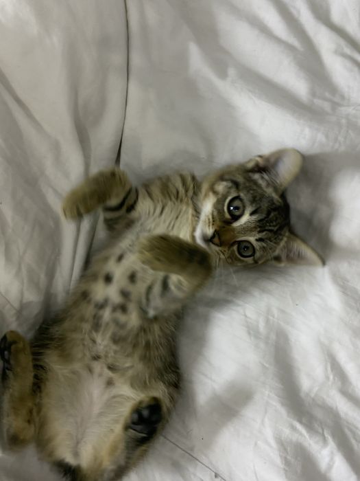 Oddam kotke w dobre ręce