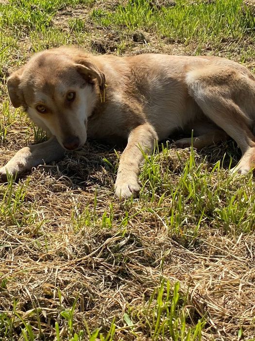 Отдам даром в добрые руки собачек метисы лабрадора