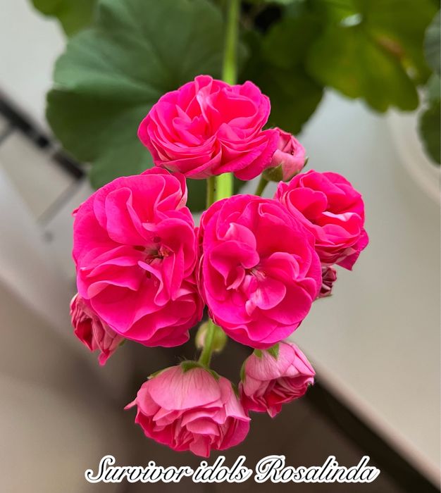 Сортові педаргонії, сортова пеларгонія , живці пеларгоній