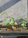 Bonsai de figueira