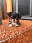 Pies rasowy chihuahua