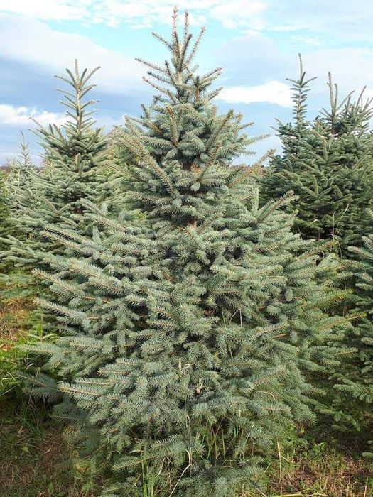 Choinki Plantacja Świerk Srebrny,Jodła Kaukaska