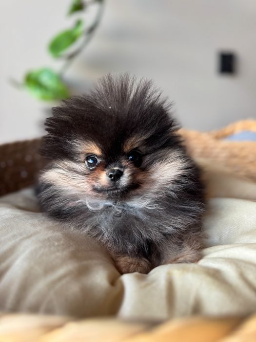 Mini pomeranian black and than