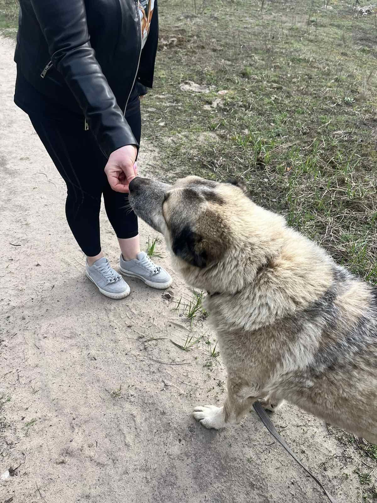 Знайдено собаку алабай