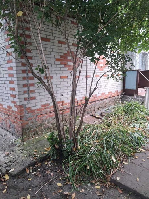 Продається будинок в с.Гребениківка Тростянецького р-ну.