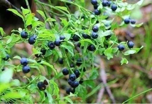 Borówka Czarna Leśna Czernica Sadzonki 20-45cm 20szt