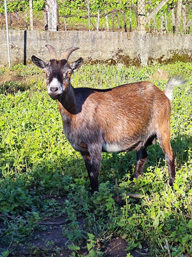 Cabra anã adulta