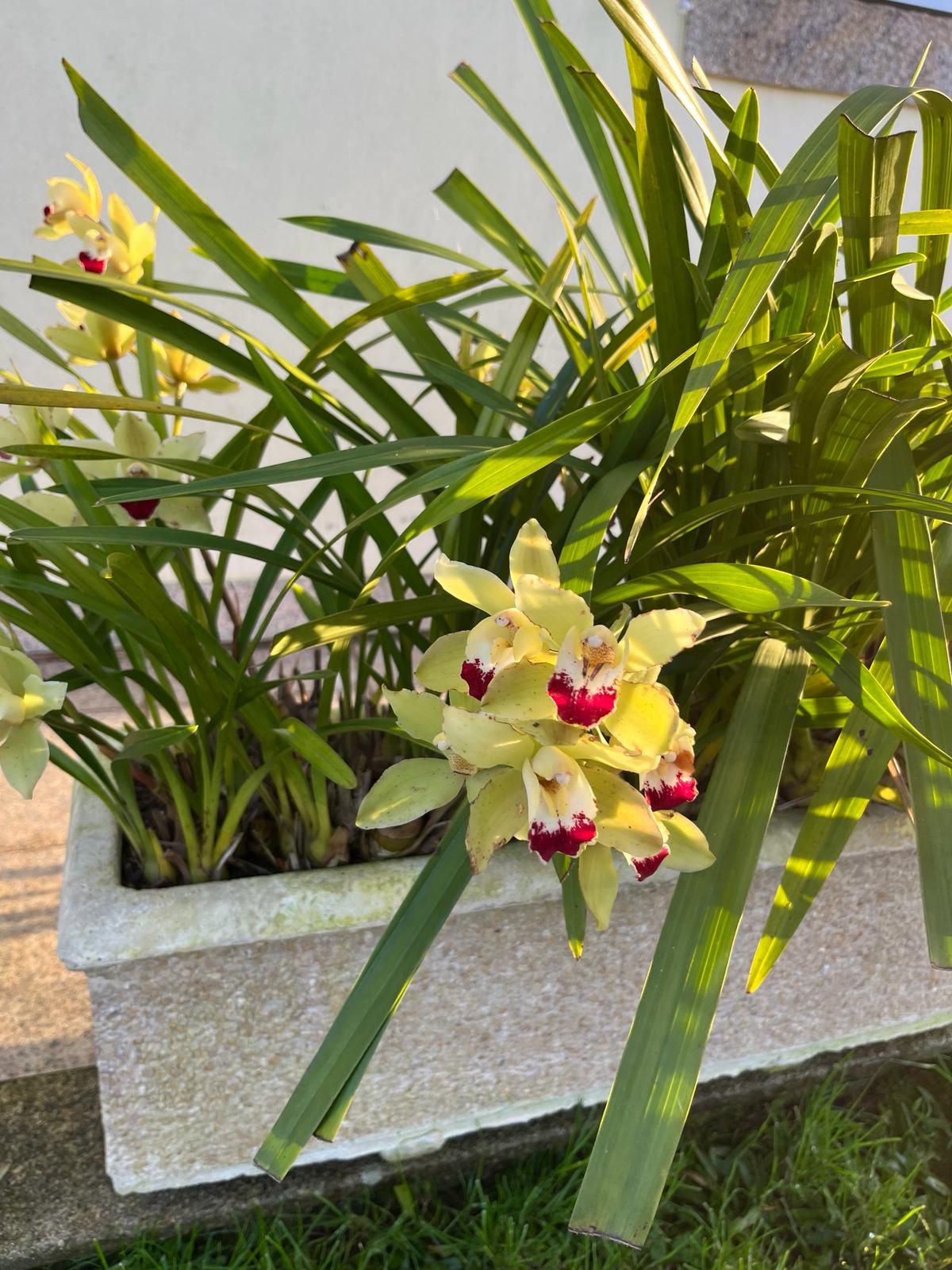 Vaso médio com orquídea com flor