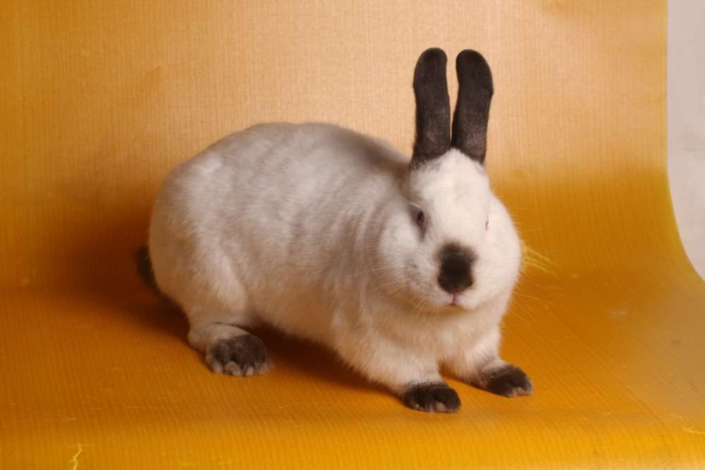 Króliki kalifornijski wystawa Brzeg Dolny