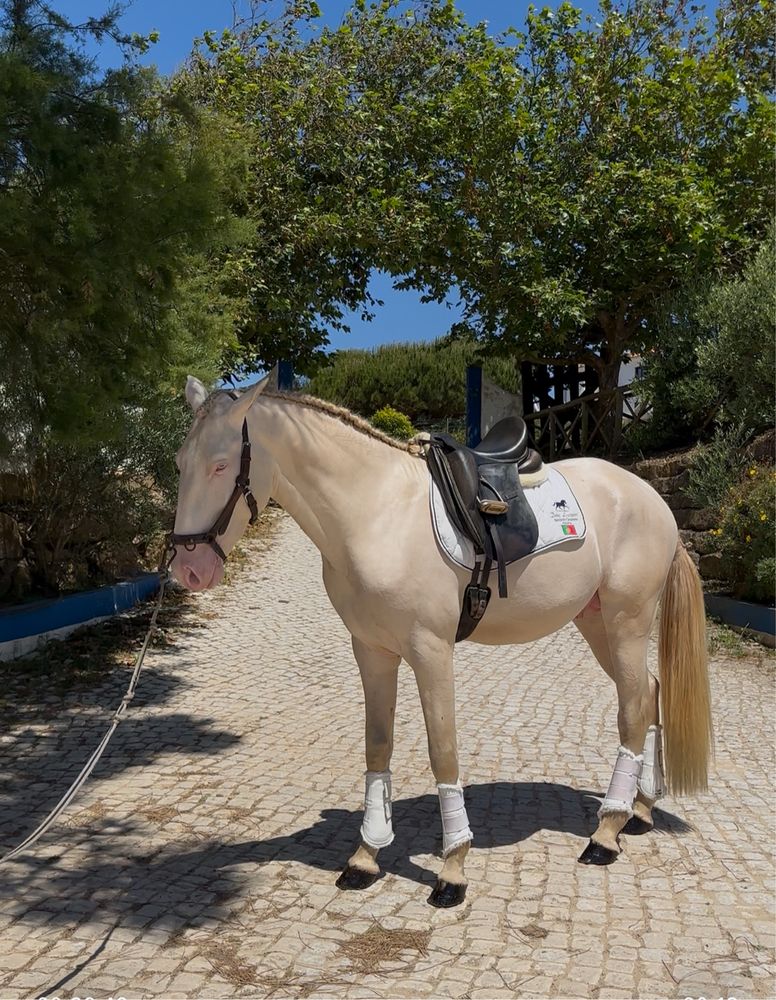 Cavalo Isabel olhos azuis  Lusitano Puro