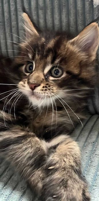 Kocurek XL Maine Coon n 23 linia shaded