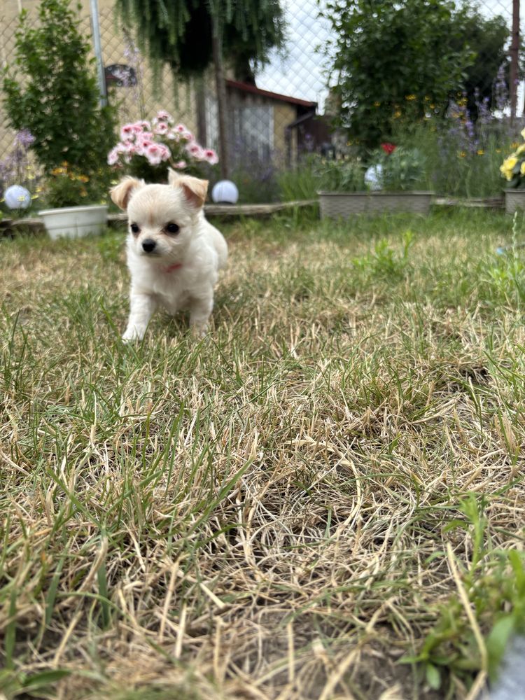 Chihuahua suczka długowłosa FCI