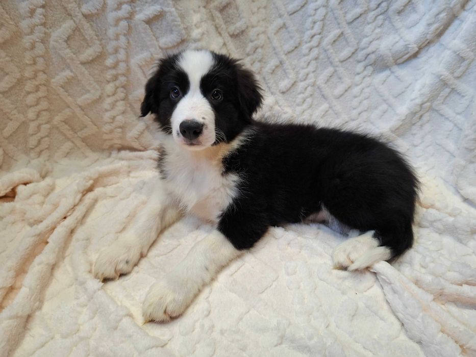 Border Collie piękny szczeniak piesek czarno - biały:-) cud natury