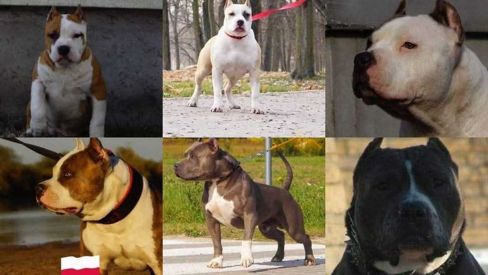 Amstaff z rodowodem, piekne szczenięta, bialoglowy samiec Louis