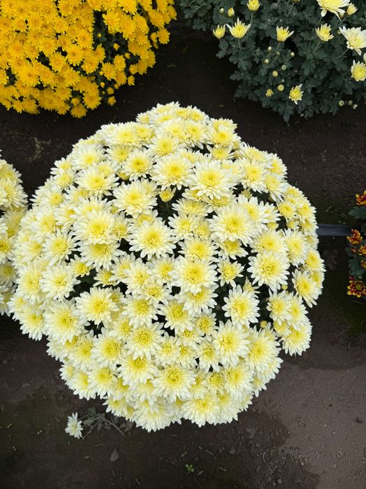 Chryzantemy drobnokwiatowe