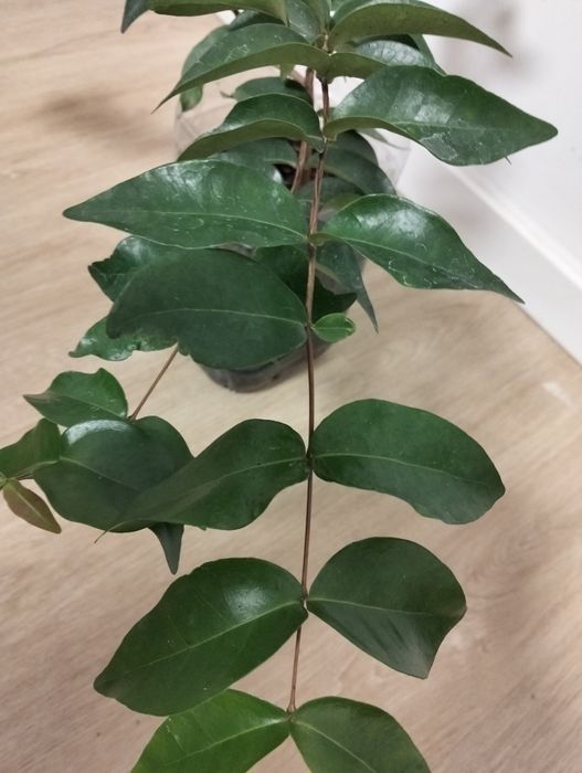 Pitangueira para venda