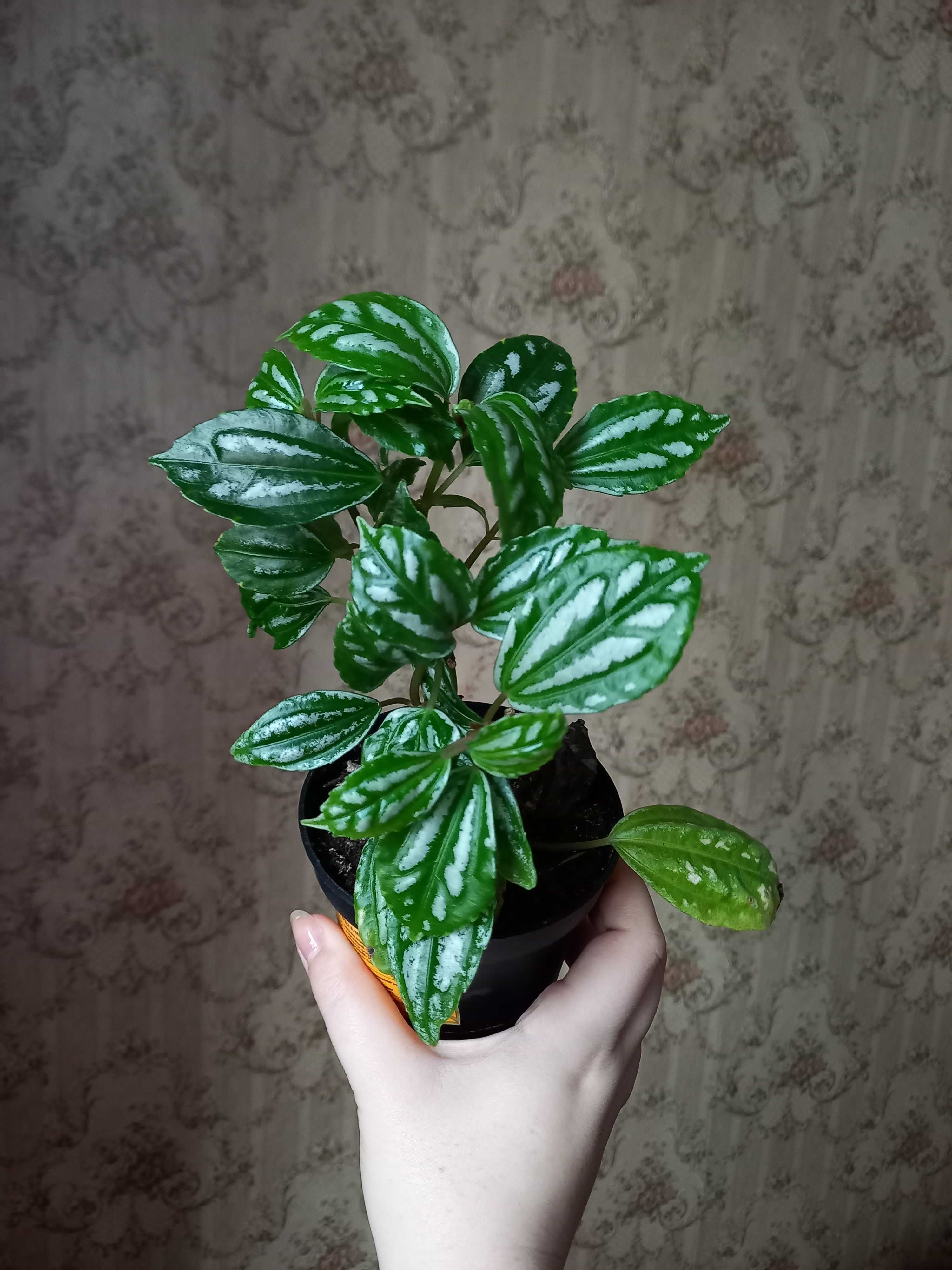 Roślina - pilea caderei