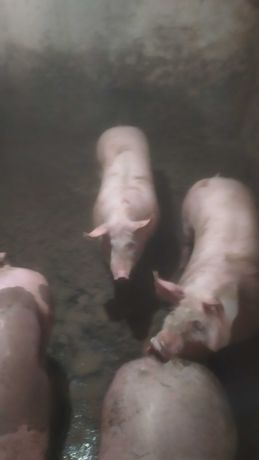 Продам свиней...