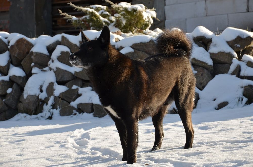 Кобель ВСЛ ищет пару