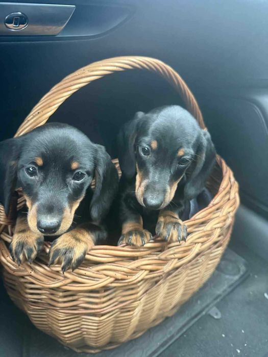 Jamnik krótkowłosy piesek