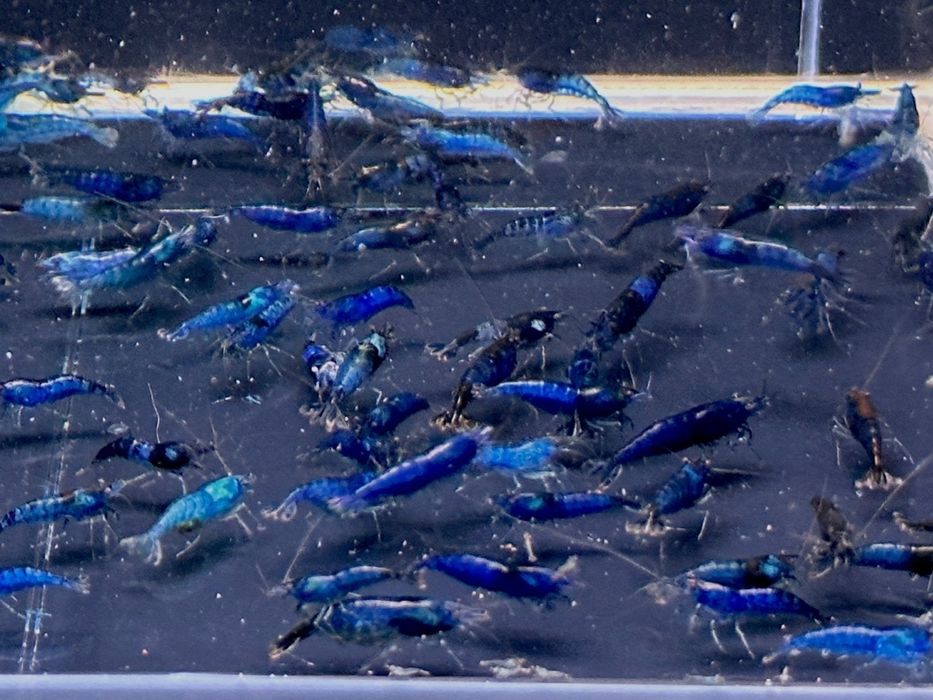 Odpad poselekcyjny blue velvet