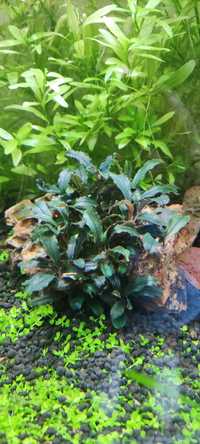 Planta de aquário Bucephalandras