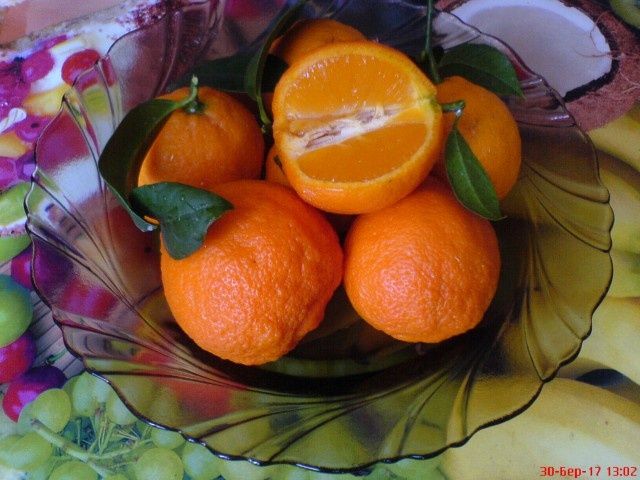 Саджанці та черенки (живці) цитрусів