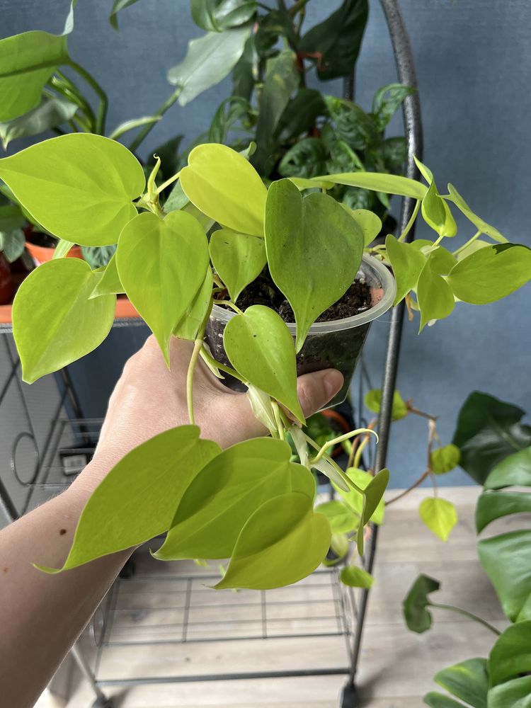 Epipremnum happy leaf,cebu blue,global green.Philodendron lemon,brasil