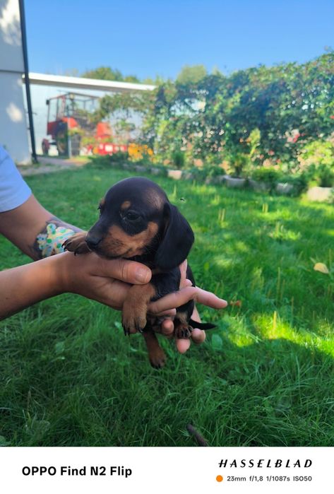 Jamnik standard pies chłopiec