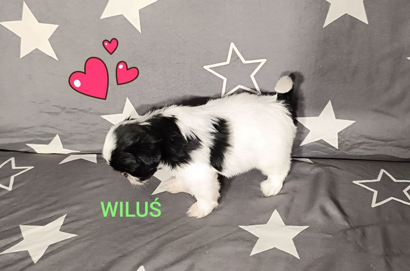 Shih Tzu piesek, rodowód, czip