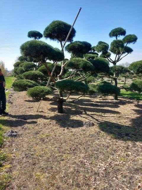 Bonsai-Niwaki Sosna Cis Jałowiec. Szmargad klon katalapa laurowiśnia