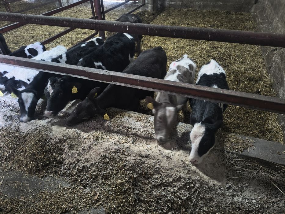 Jałówki odsadki,zarłaki,ncb,4-miesiace 8 sztuk