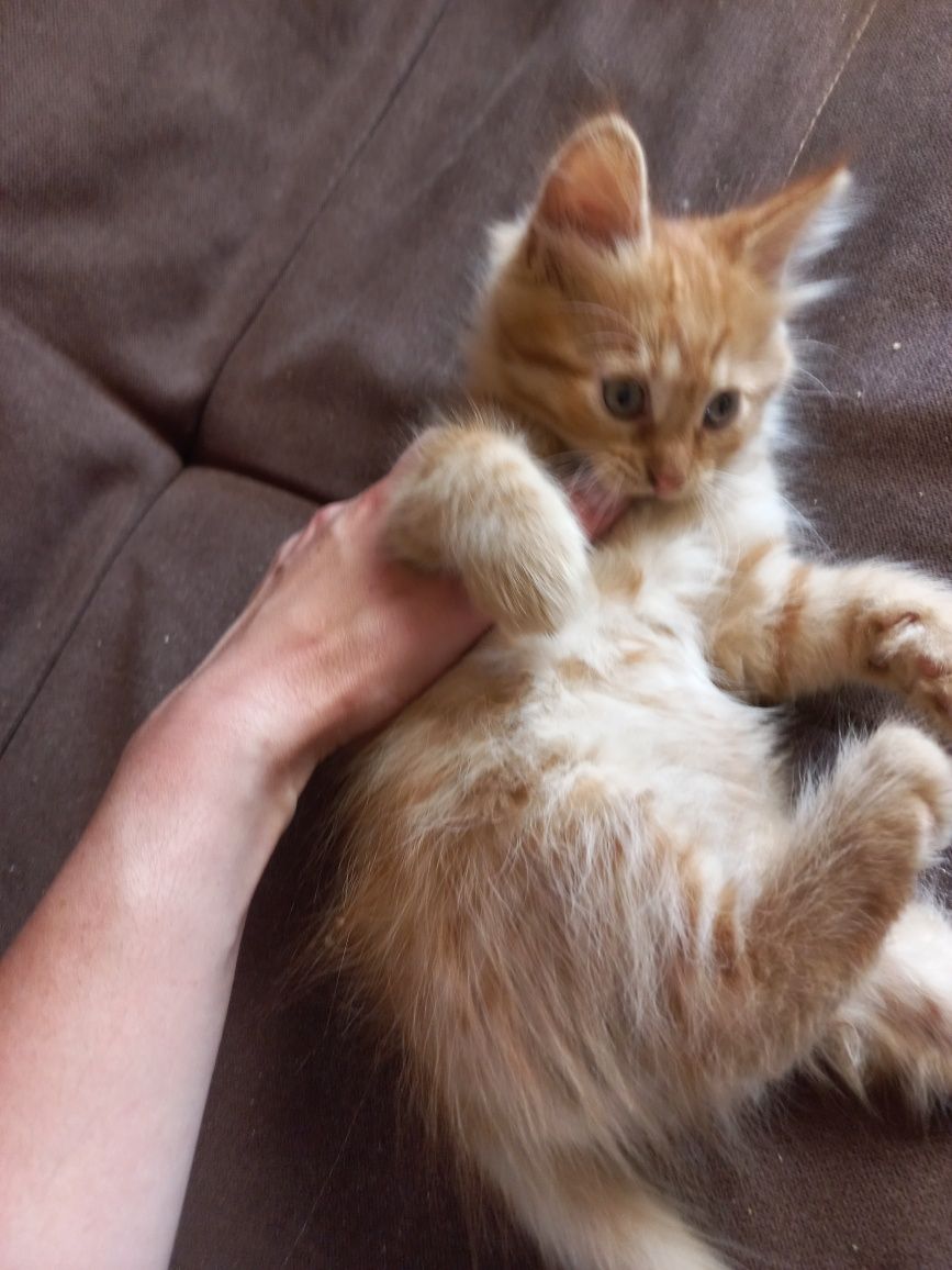 Котик в добрі руки