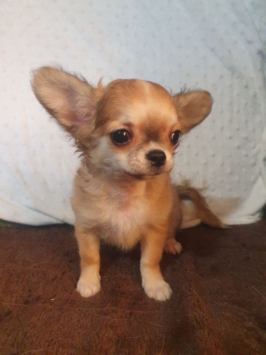Мальчик чихуахуа длинношерстный