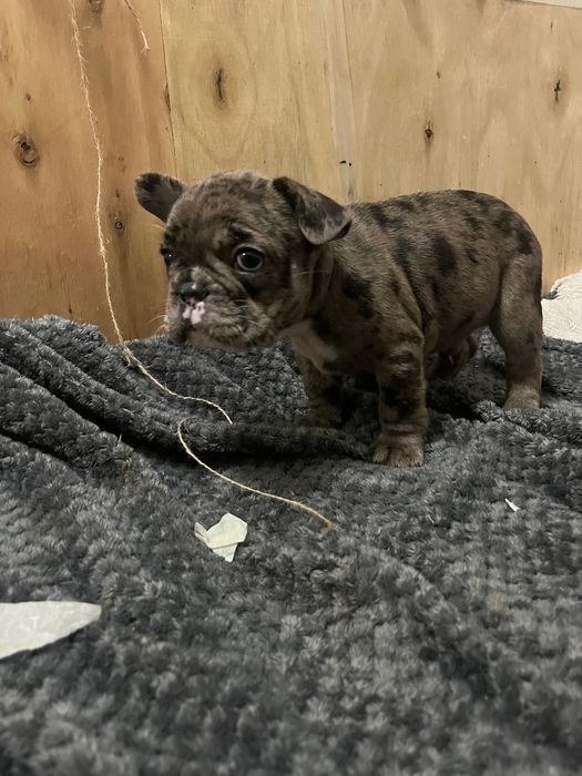 Buldogue francês merle macho