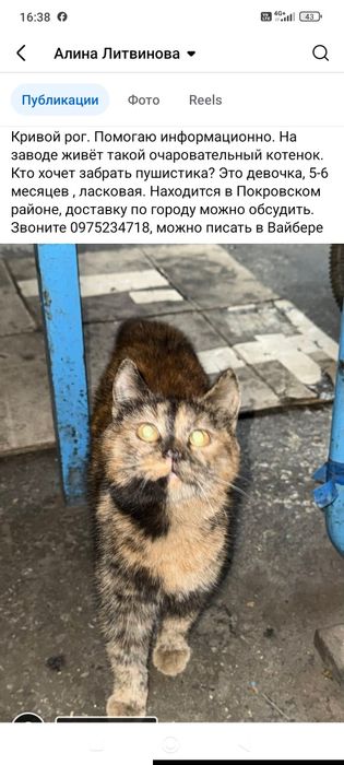 Котенок девочка бесплатно. Кошечка даром. Котята. Кошка.