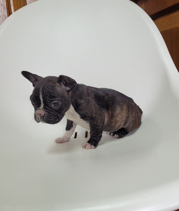 Bulldog femea tigrada