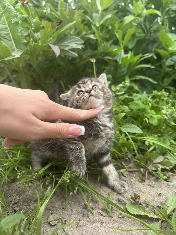 Шотланські котенята