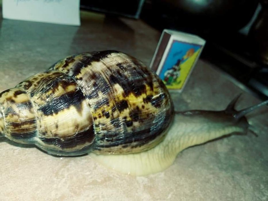 Равлики. Улитки Ахатини різного окрасу  Відправляємо по всій Україні