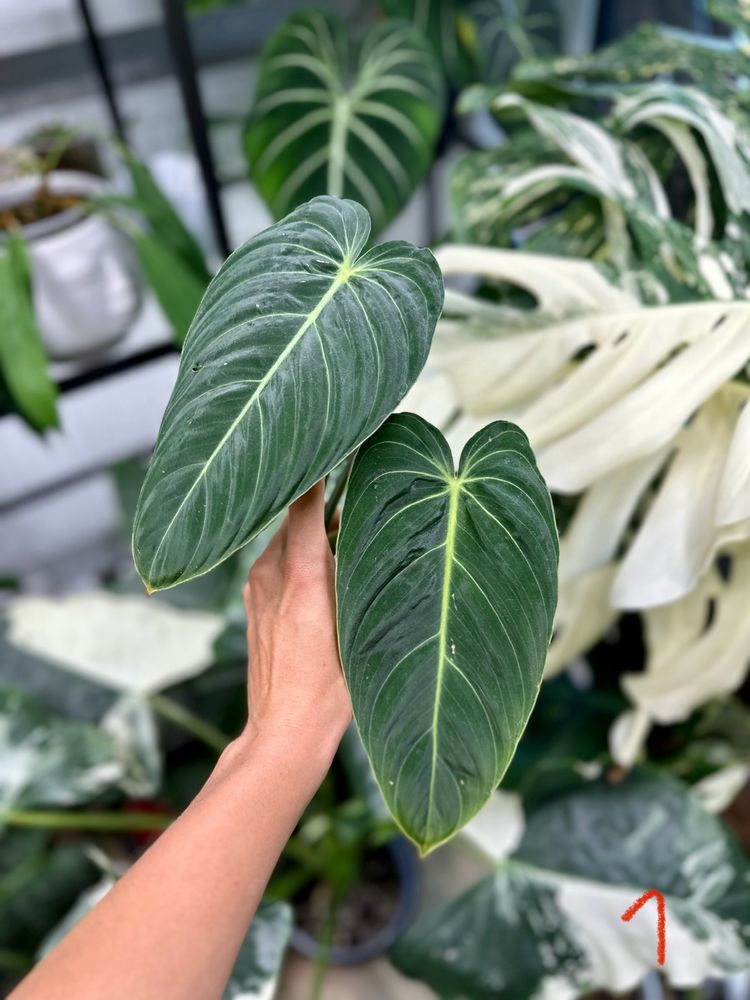 Philodendron melanochrysum kolekcja