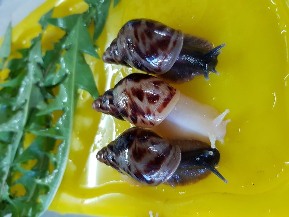 50 гривен Ахатина Ретикулята черноголовые  и альбино6