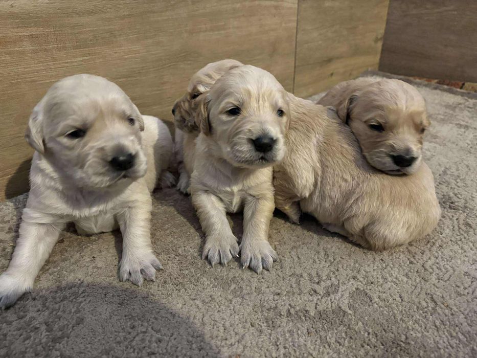 Szczeniak Golden Retriever - Piesek