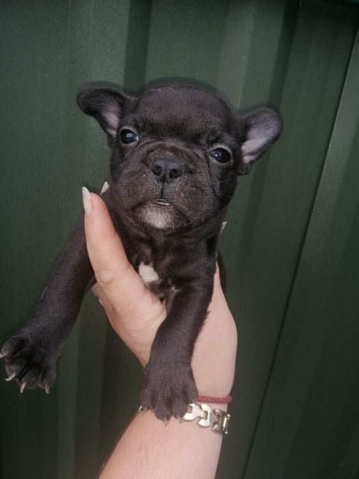 Французики Чистокровні хлопчики та дівчатка є доставка з рук в руки