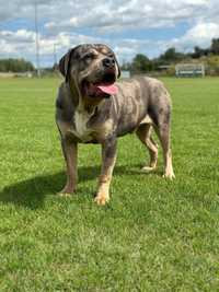 American bully xl pies