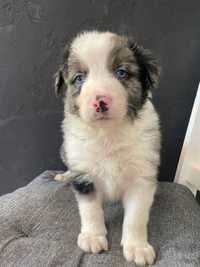 Border Collie Piesek blue merle