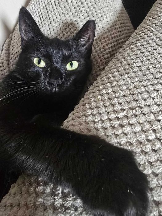 Łagodna, czarna piękność