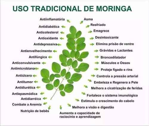 Moringa oleifera