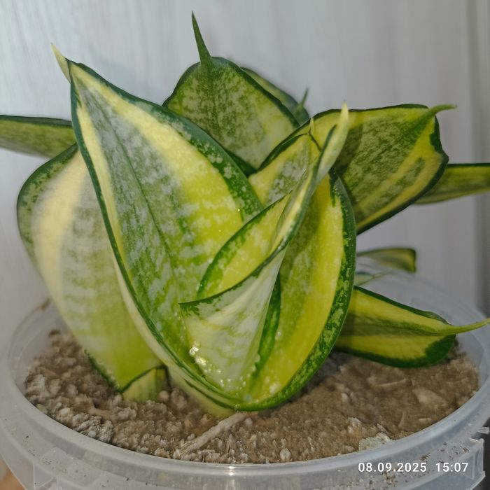 Продаж сансевієрії хані Фаворит