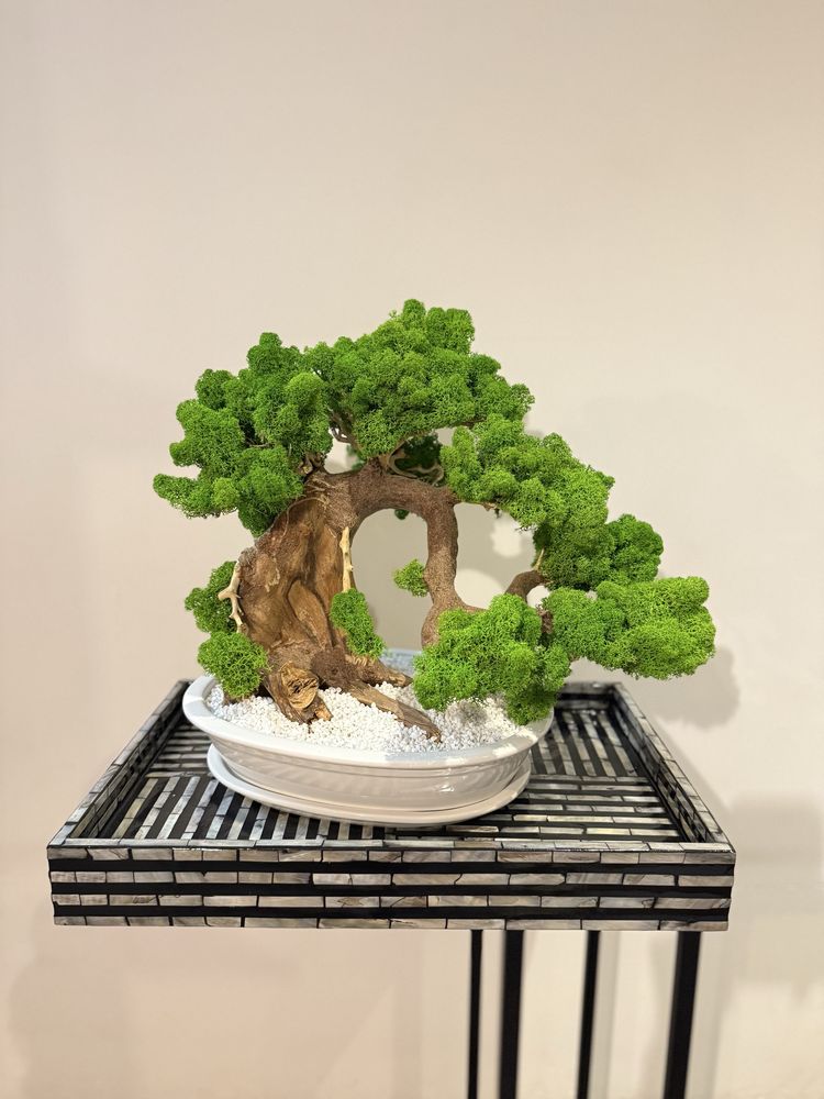 Drzewko Bonsai mech chrobotek PREMIUM-bzobsługowe