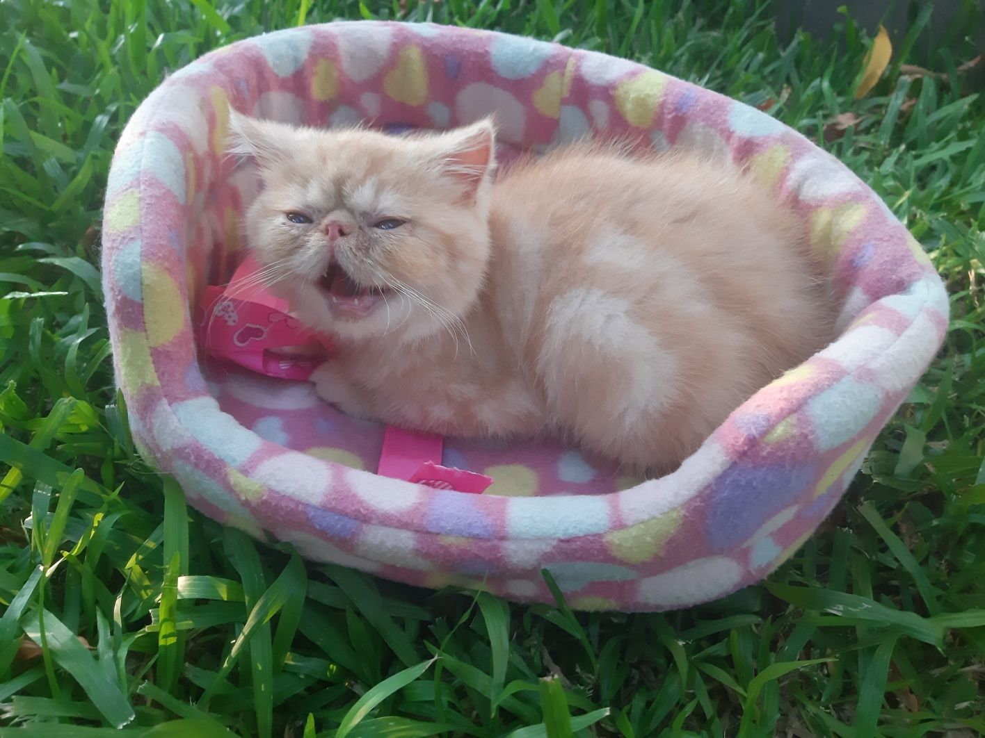 Gato persa red tabby